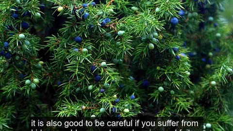 Top 10 Amazing Benefits of Juniper for Health and Wellness