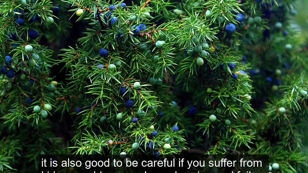 Top 10 Amazing Benefits of Juniper for Health and Wellness