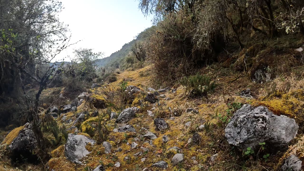 A walk through a magical forest (Uspha Qocha, Ampay Sanctuary)