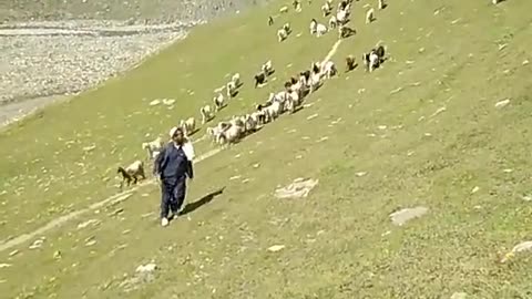 Kashmiri goats