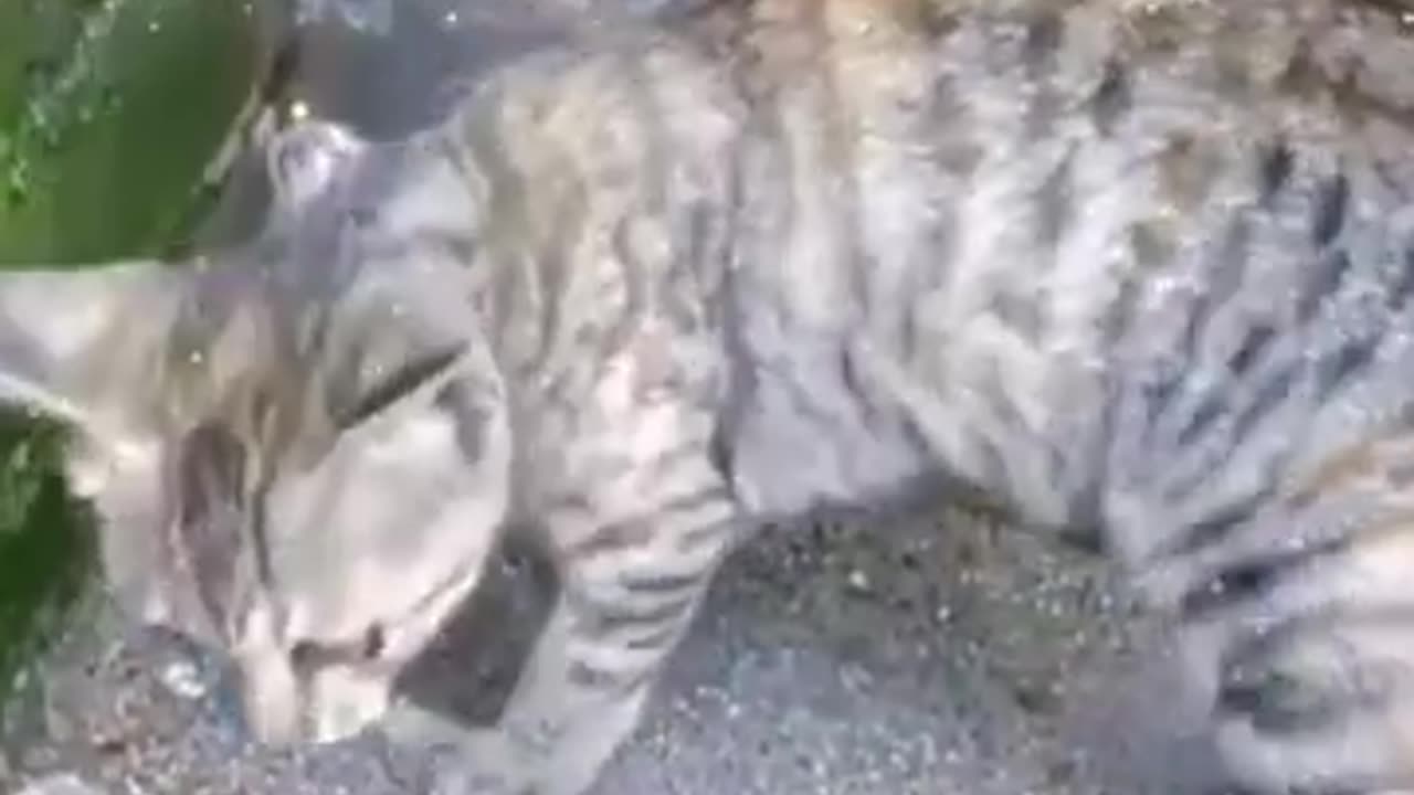 Funny animals 🤣😂🤣