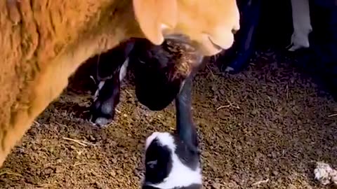 Funny animals