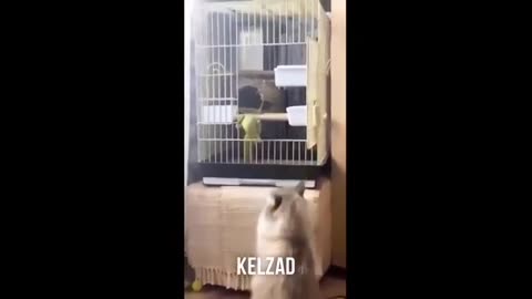 Funny animal clips for laughs