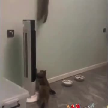 Why Are These Cats Acting So Mysteriously Weird?