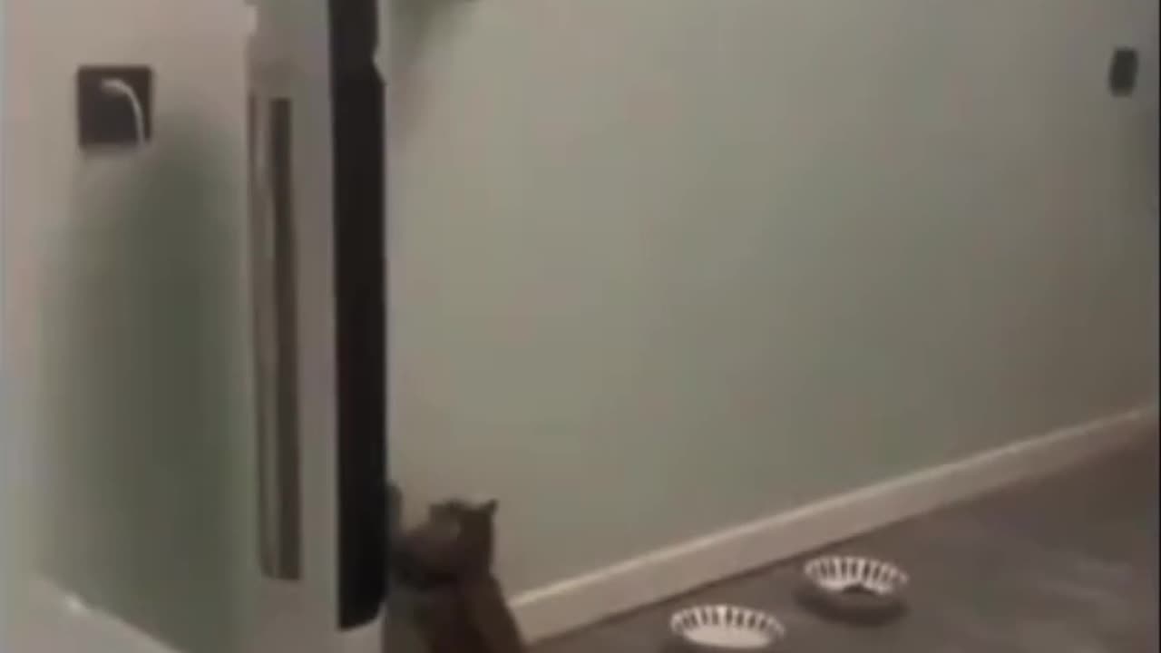 Why Are These Cats Acting So Mysteriously Weird?