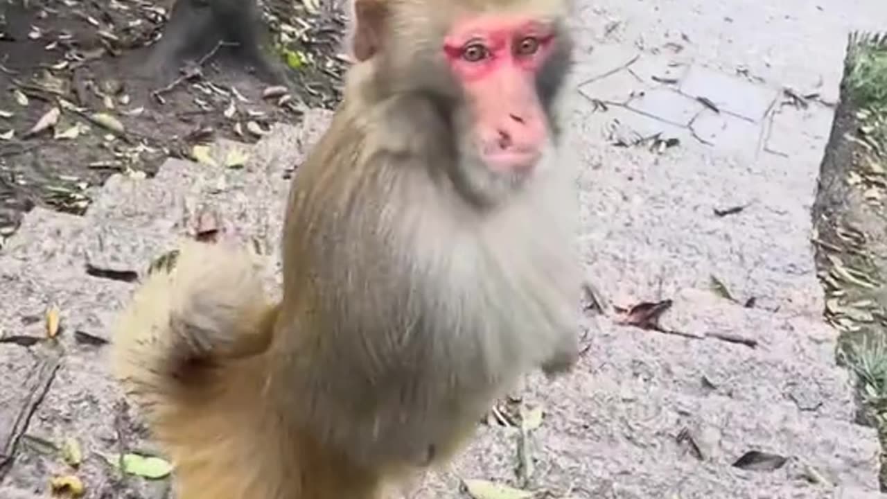 FUNNY MONKEYS, COOL JOKES, WATCH EVERYONE TO THE END🤣