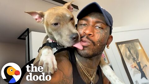 Meet the Man Who’s Fostered and Saved Over 40 Pitties | The Dodo