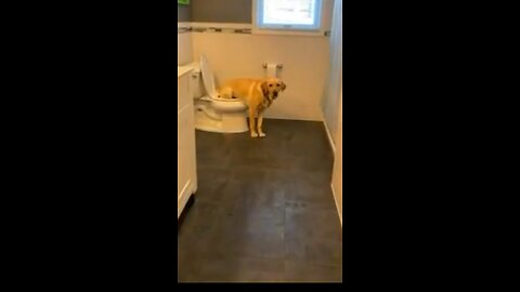 Dog trained toilet 😂😂 funny today