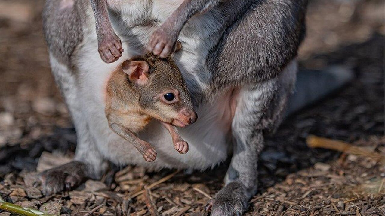 Why Kangaroos Have Pouches: The Ultimate Baby Carrier!