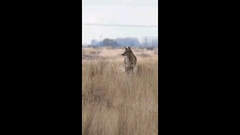 This coyote thought it was being smart by laying down!🫣