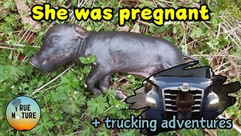 Hunting Hogs & Driving Trucks |