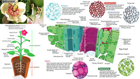 Plant Body: Roots, Leaves, Flowers, Reproduction, Xylem and Phloem