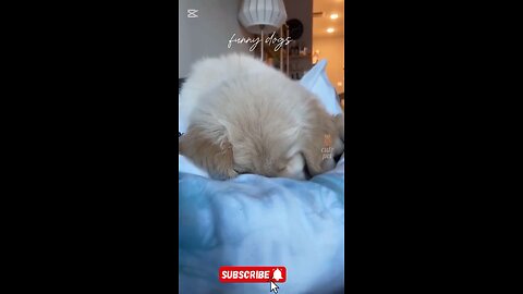 cute puppy