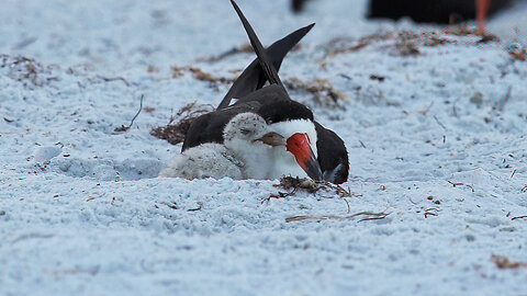 Black Skimmers Colony - Morning of Hatching Day 10: Part 2 - Baby Chicks Galore!