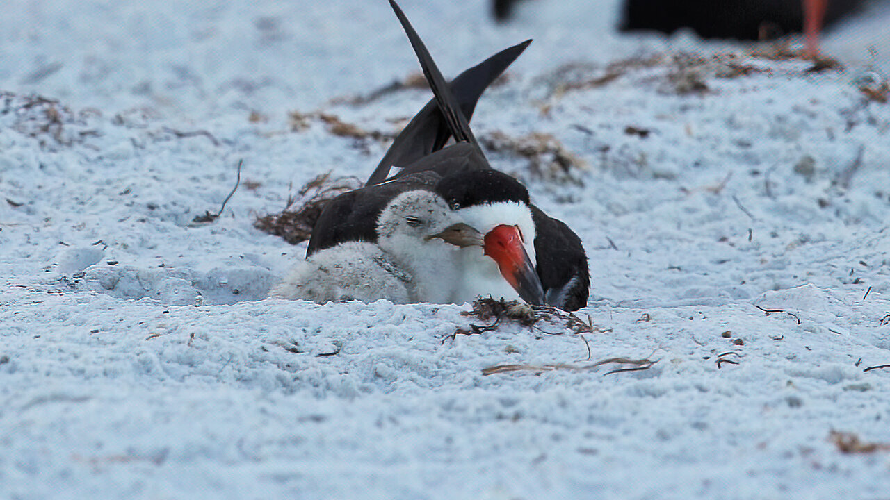 Black Skimmers Colony - Morning of Hatching Day 10: Part 2 - Baby Chicks Galore!