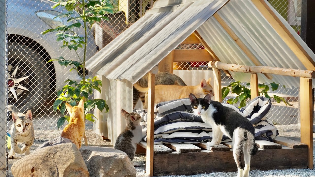 I built a new hut for the rescue cats and kittens - they loved the new hut so much