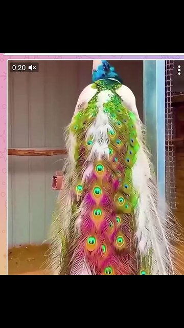 There is no other bird in the world that can express itself as beautifully as a peacock