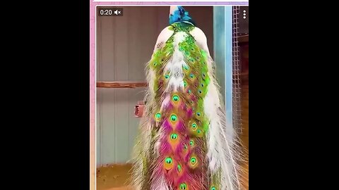 There is no other bird in the world that can express itself as beautifully as a peacock