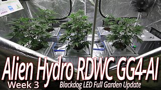 Alien Hydro RDWC GG4 Week 3, Blackdog LED Full Garden Update