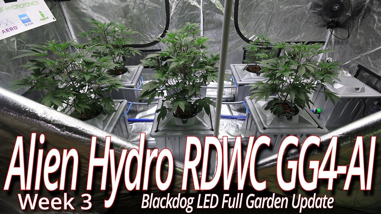 Alien Hydro RDWC GG4 Week 3, Blackdog LED Full Garden Update