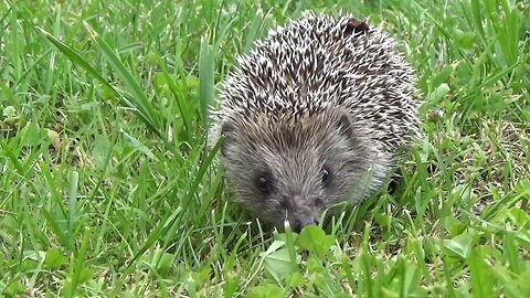 A hedgehog walking in the grass is a summer story😍🌿⚘️😍