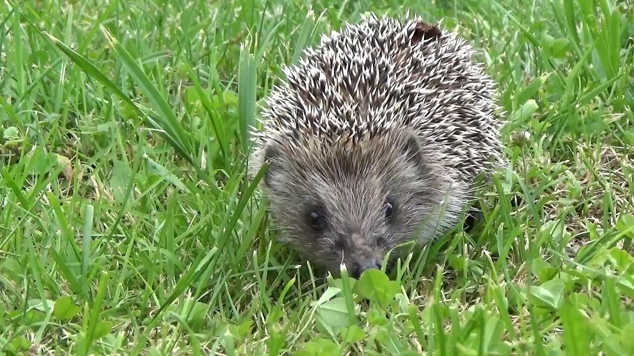 A hedgehog walking in the grass is a summer story😍🌿⚘️😍