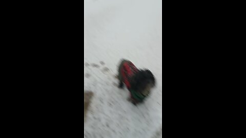 Little Chases A Snowball