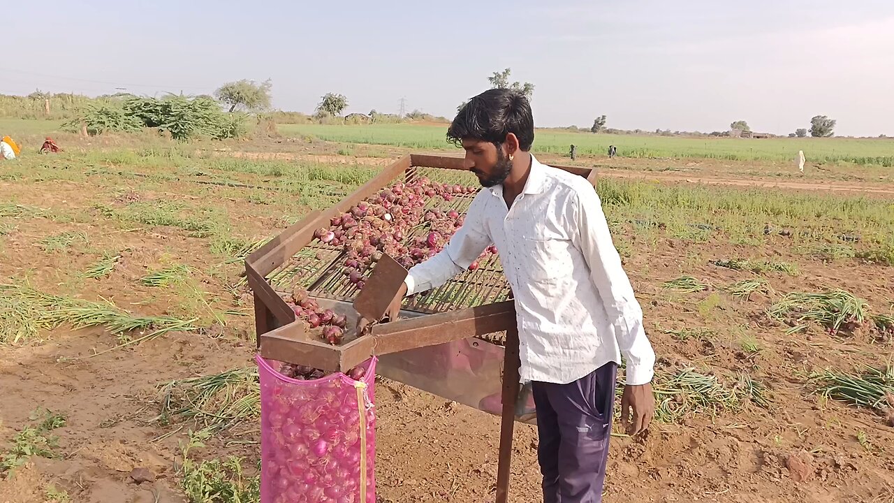 कांदा प्याज