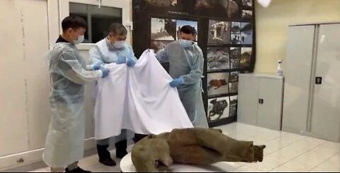 Remains of 50,000-year-old baby mammoth found in Siberia