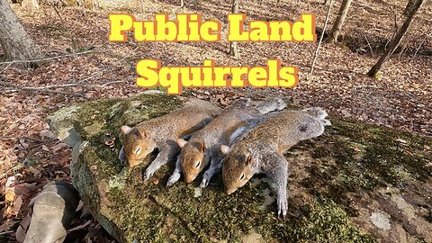 Squirrel Hunting Public Land