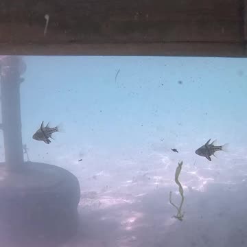 Snorkeling, Underwater Is My Happy Place!