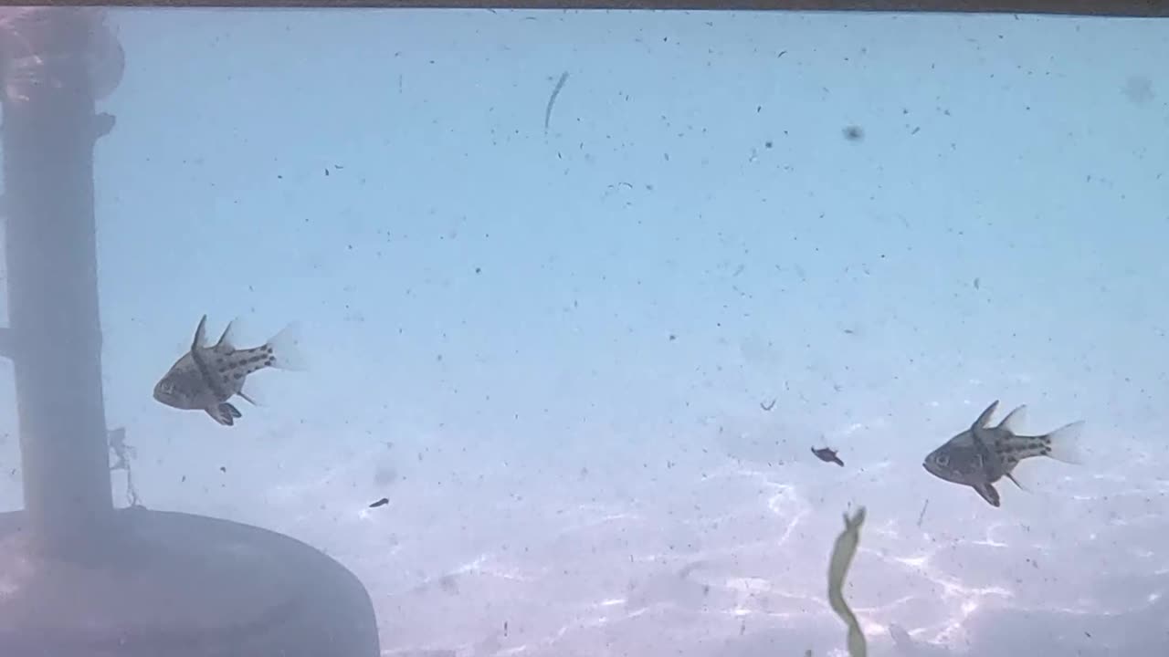 Snorkeling, Underwater Is My Happy Place!