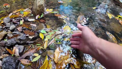 Make a Tide Pool Aquarium for #tidepools