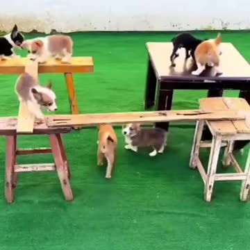 The poor puppies gave it their best effort.