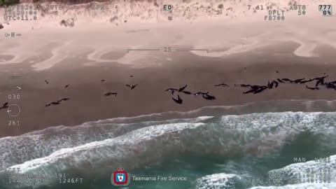 More than 150 whales washed up on a remote beach in Australia.