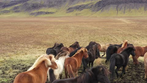 Icelandic Horses in Iceland