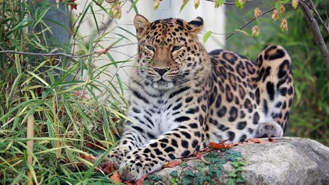 Leopard resting after the wild hunt