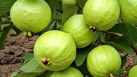 What Happens If You Eat Guava Every Day? 🍈