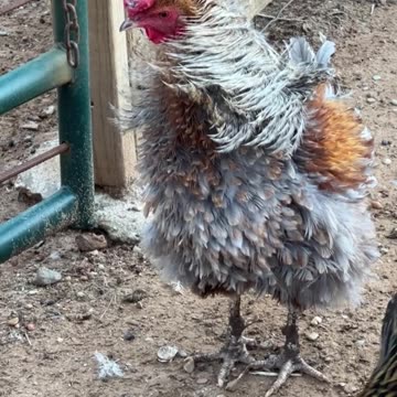 Frizzle Rooster