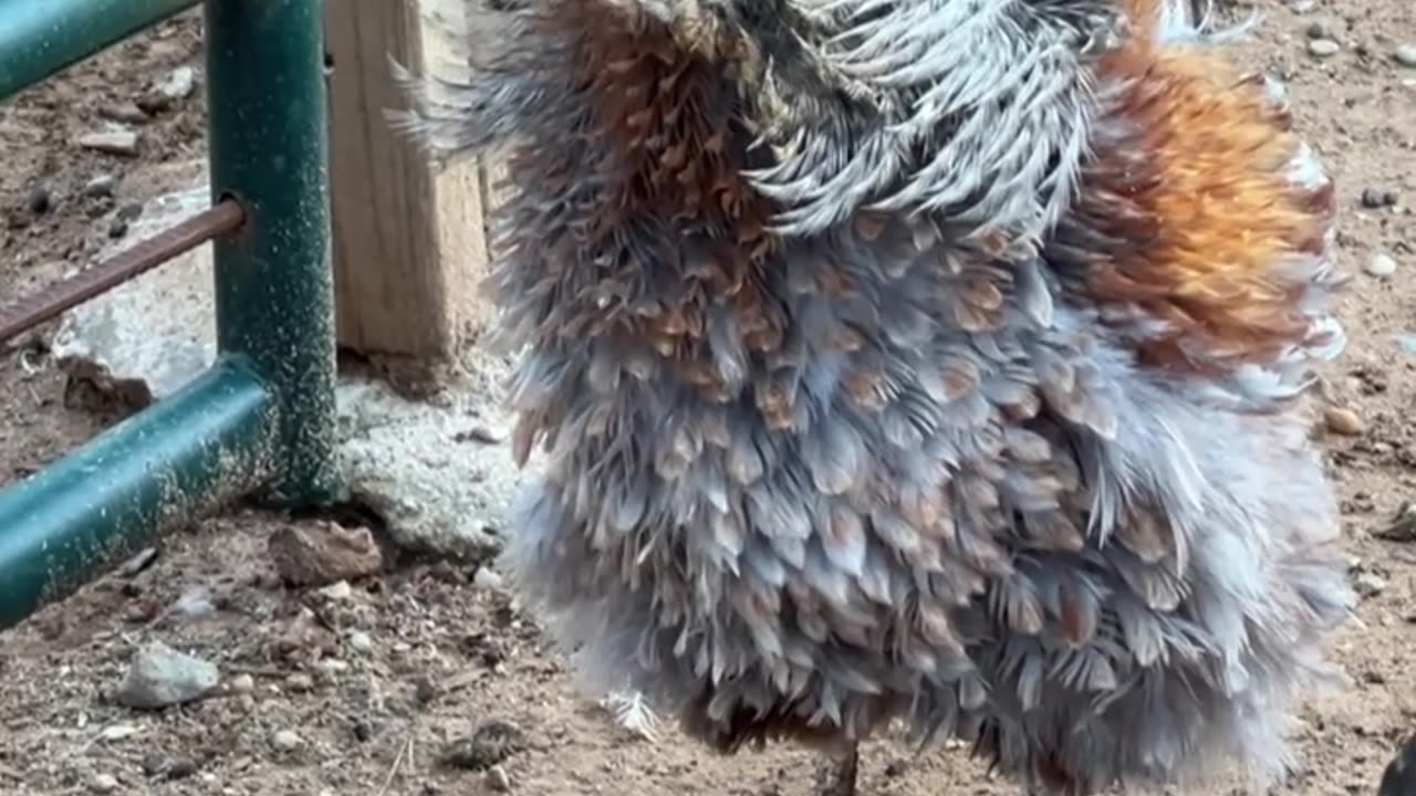 Frizzle Rooster
