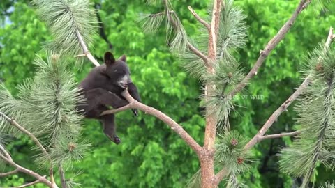 Baby Animals 4K - Amazing World of Beautiful Young Animals | Relaxing Scenes and Music