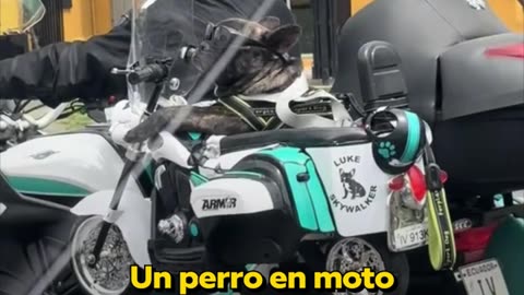 🐶🏍Este perrito disfruta de la vida a todo gas