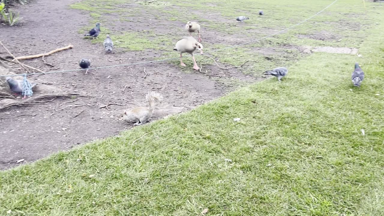 Peanut Loving SQUIRREL Caught on Camera in London's St. Jame's Park!