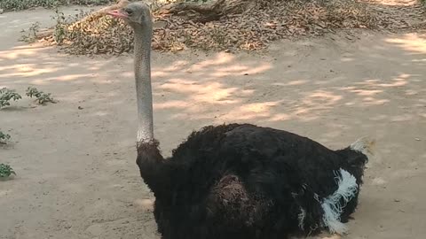 Ostrich