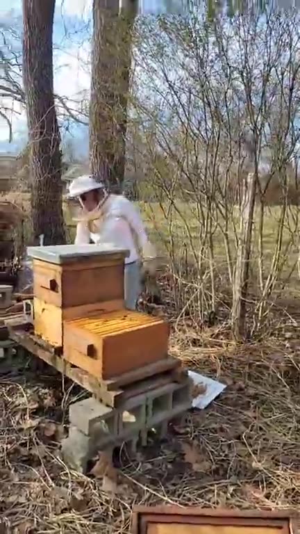 Bees! Coming out of Winter- Failures & Wins