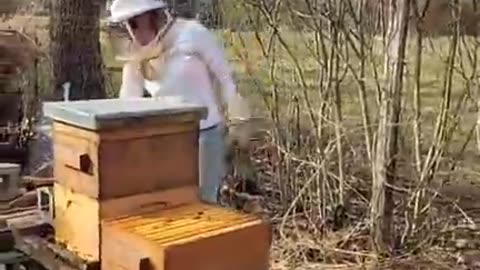 Bees! Coming out of Winter- Failures & Wins