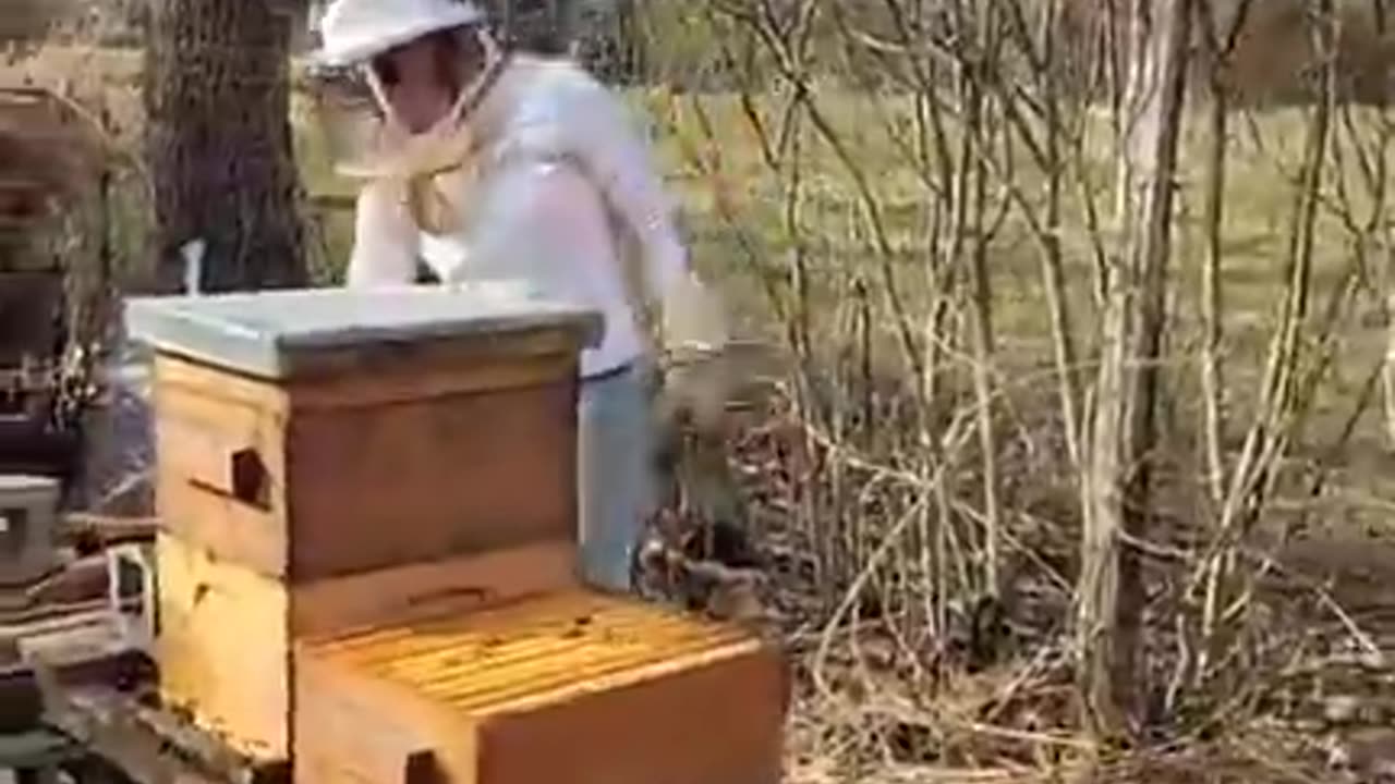 Bees! Coming out of Winter- Failures & Wins