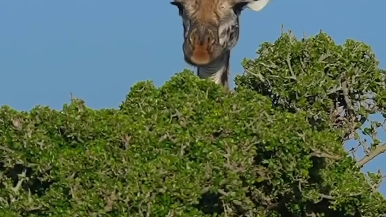Animals funny video 📸