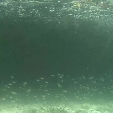 Snorkeling Through Serenity