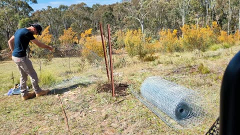 Kangaroos Are Attacking My Fruit Trees | Fruit Tree Maintenance in the Aussie Bush